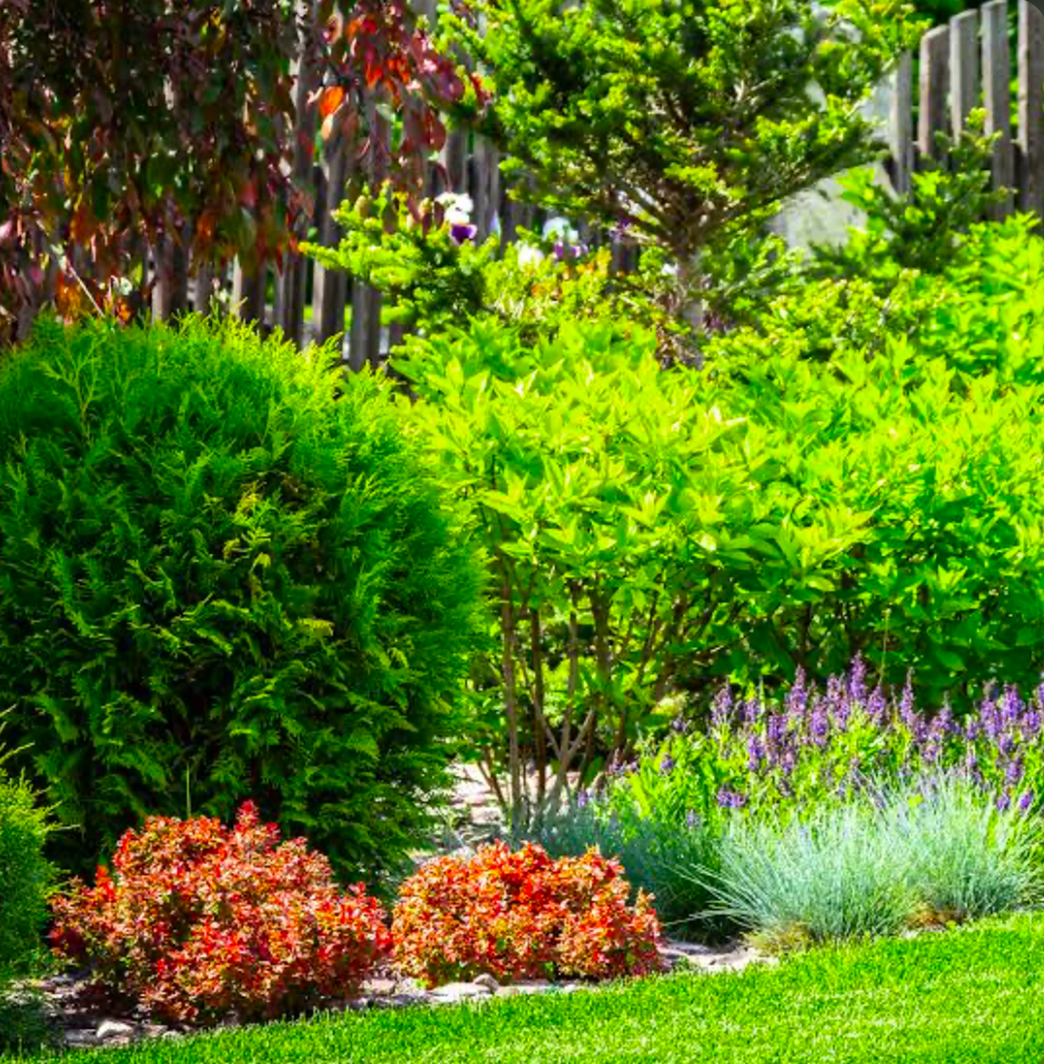 Layered evergreen and shrub border planting