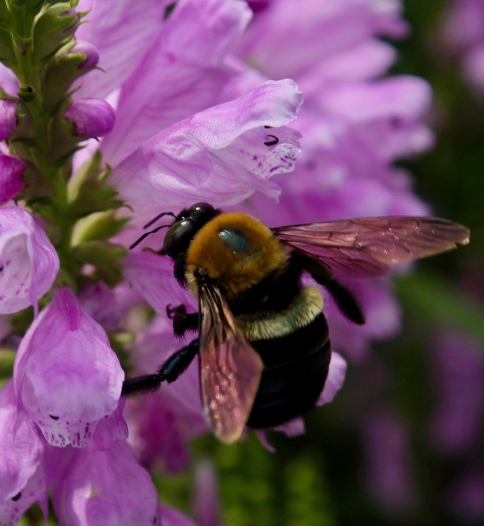 Bumblebee pollinating pink wildflower macro