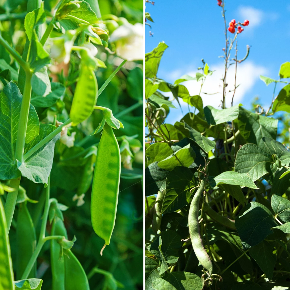 Pea pods and green bean pods growing on climbing vines