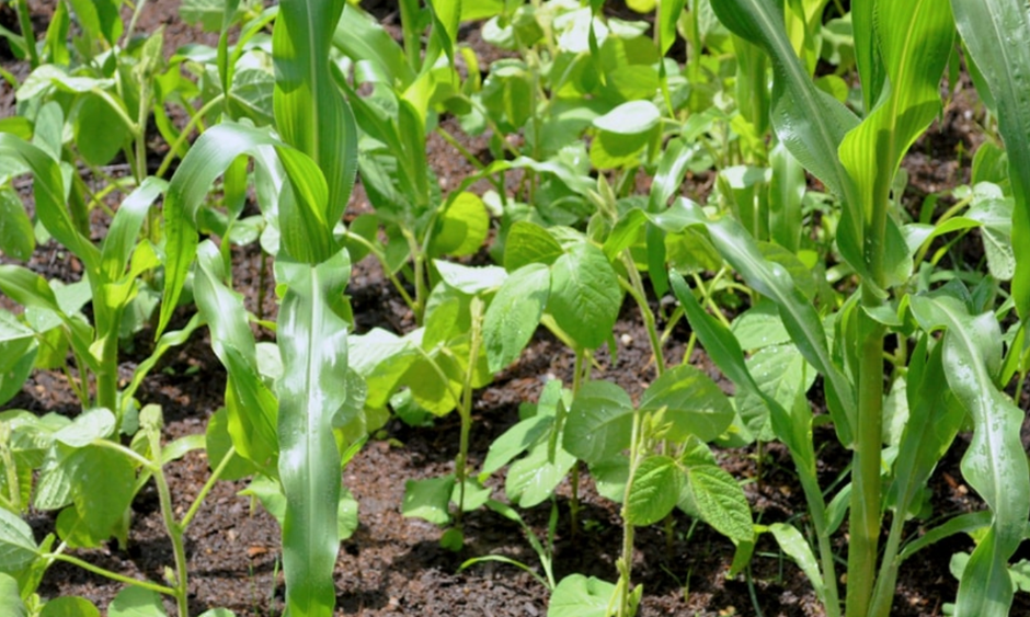 Corn and beans companion planting in a vegetable garden (Three Sisters)