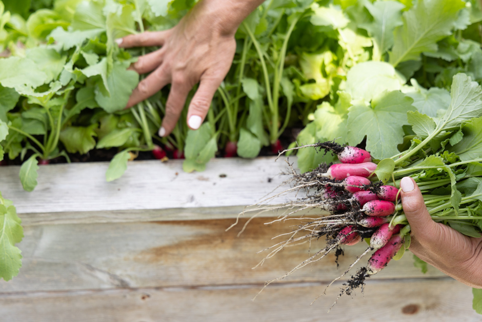 Harvesting radishes from a raised garden bed