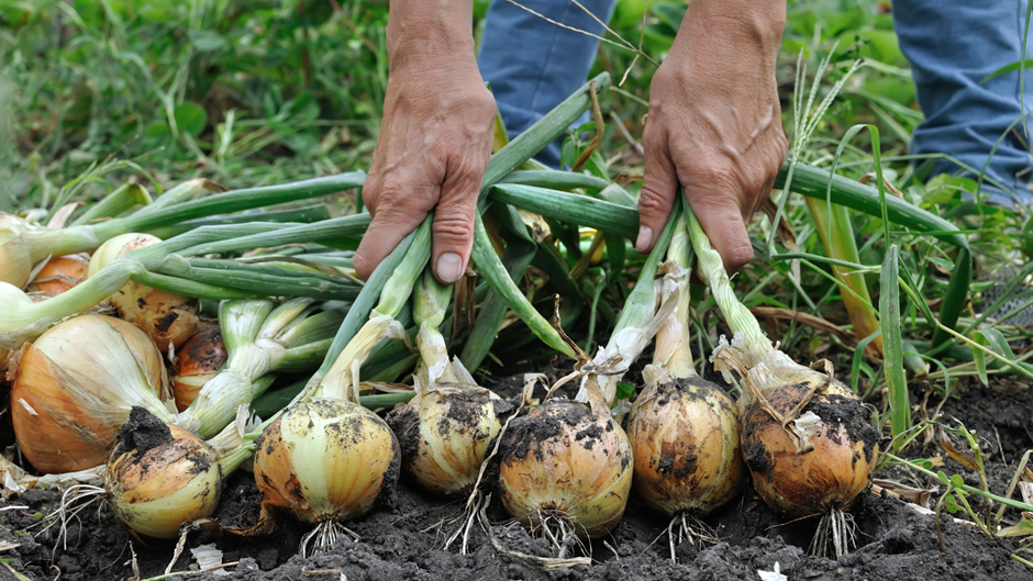 Pulling onions from garden soil during harvest