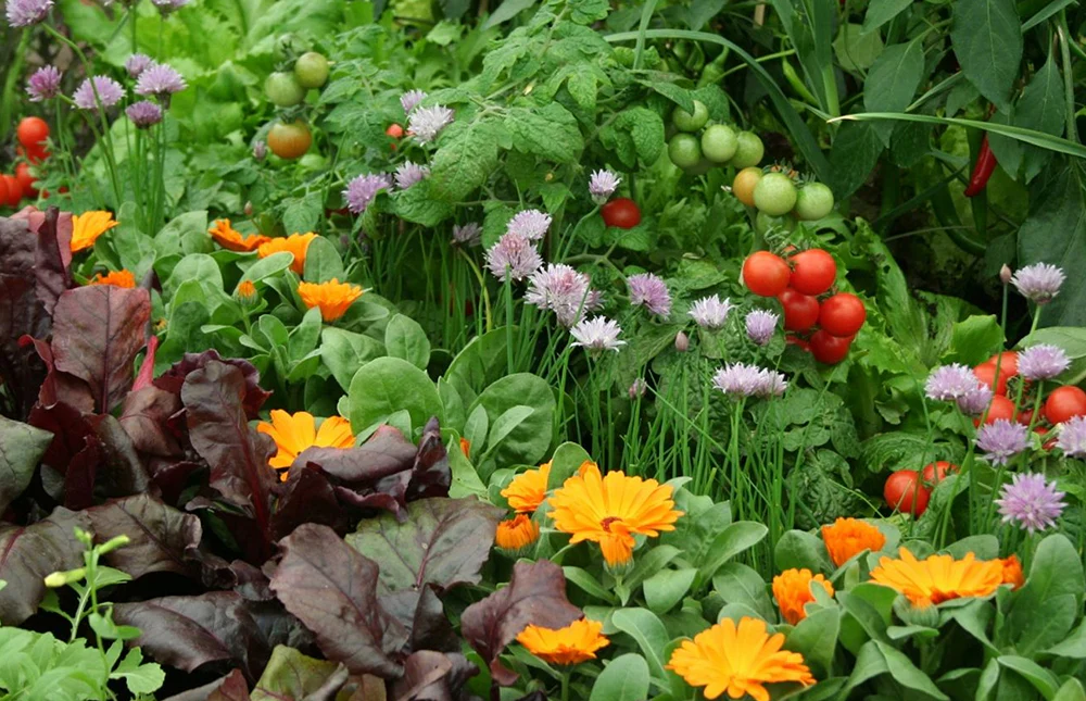 Rows of plants companion planted in a vegetable garden.