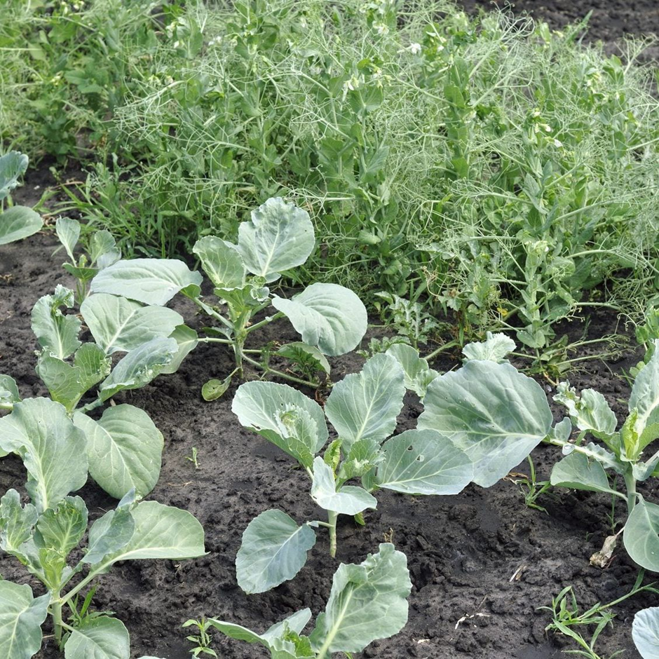 Cabbage seedlings with pea plants in a companion-planted bed