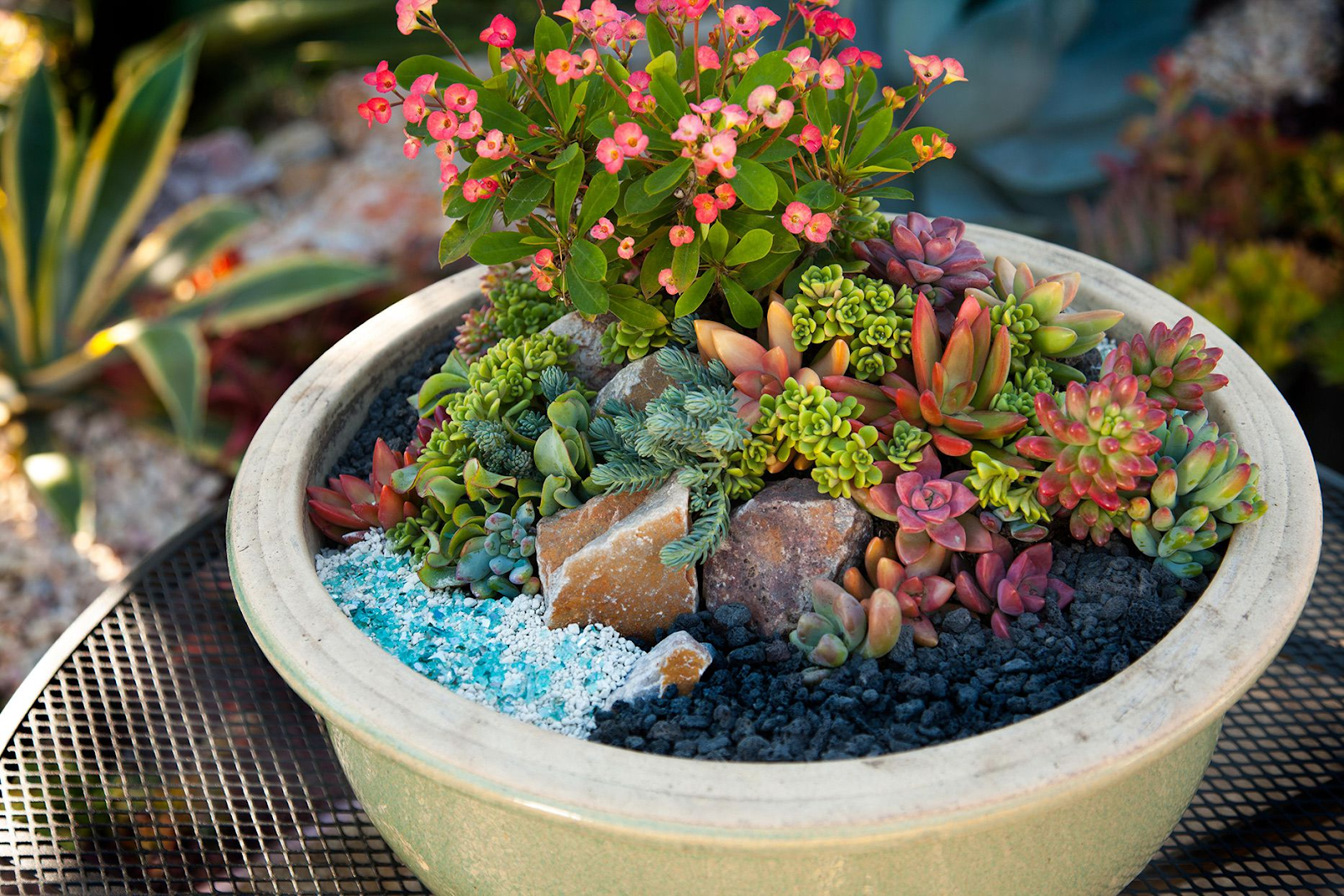 A close up of a container outside with a few varieties of succulents neatly arranged.