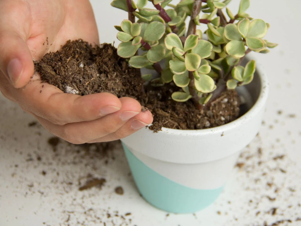 Soil being poured by hand into a small painted white and blue terracotta pot with a succulent springing out form its center.