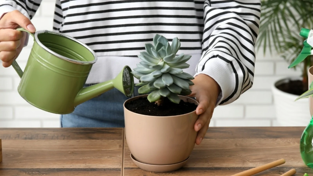 A person in the background without their face visible, pouring water from a green metal watering can into a tan circular pot containing a succulent that rests on a wooden table.