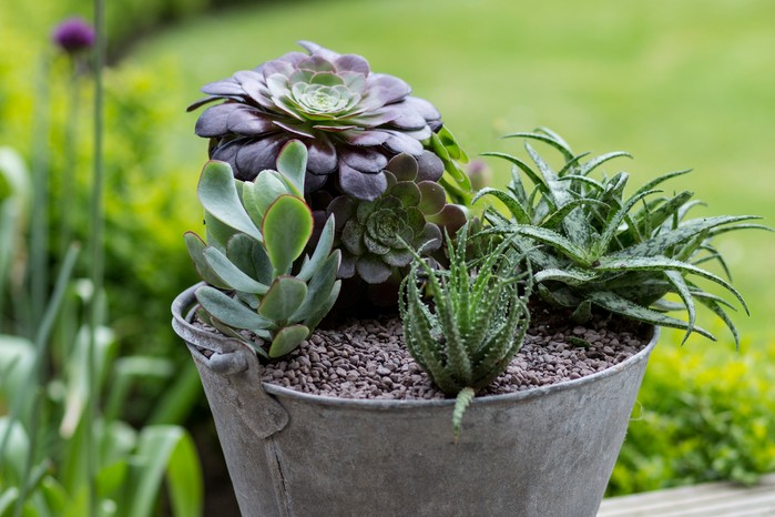 A metal pale used as a container for succulents.