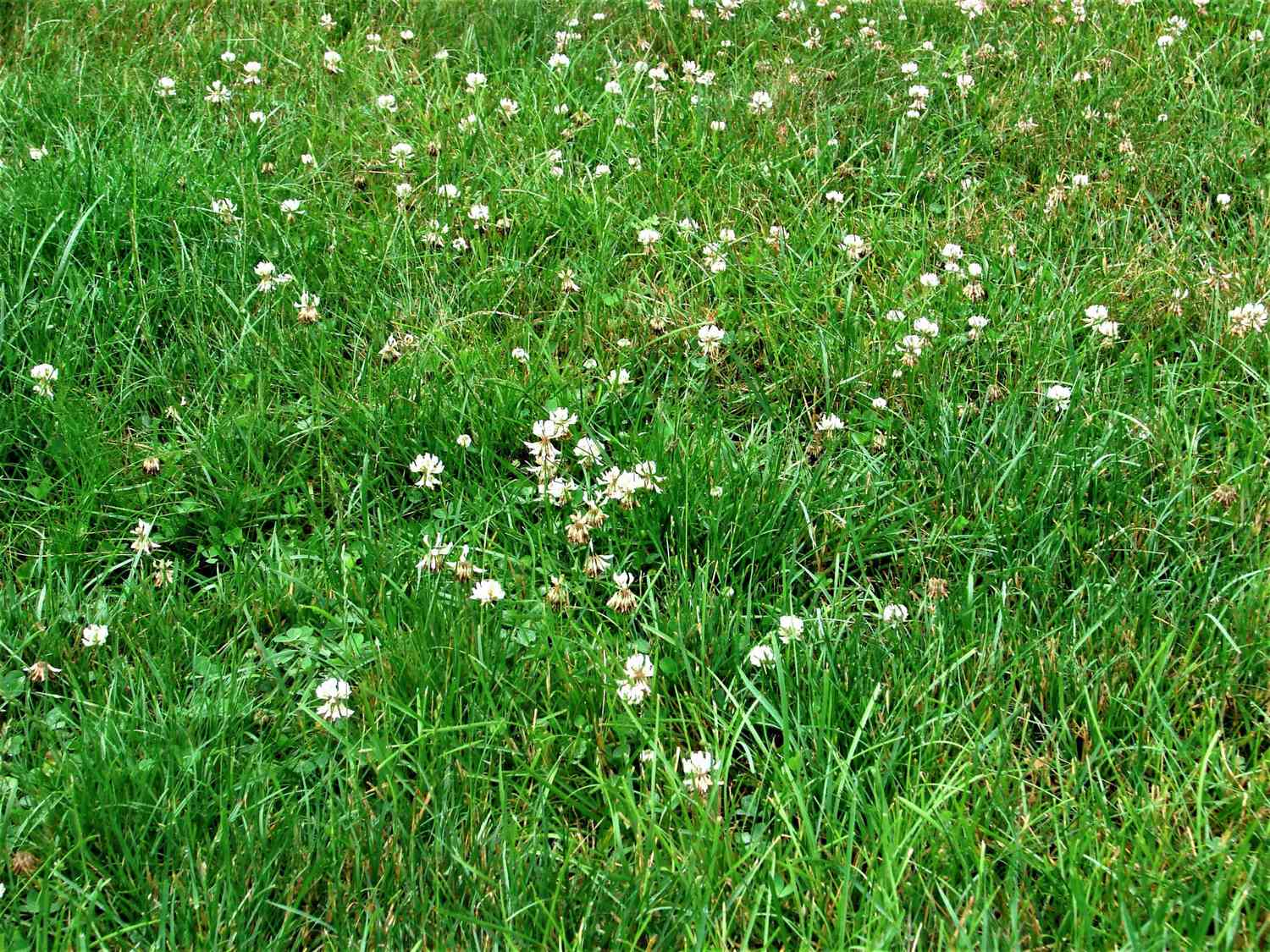A lush green field of grass dotted with delicate white flowers swaying gently in the breeze.