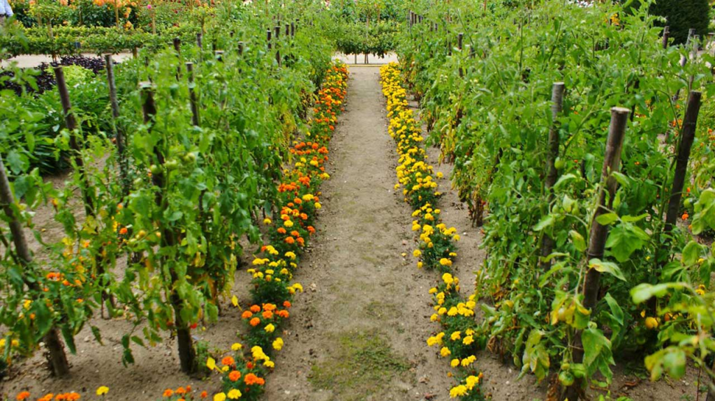 Colorful Marigolds around the edge of a vegetable garden creates a beautiful walkway