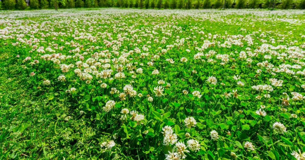A vibrant field of white clover flowers blooming in spring under a clear blue sky.