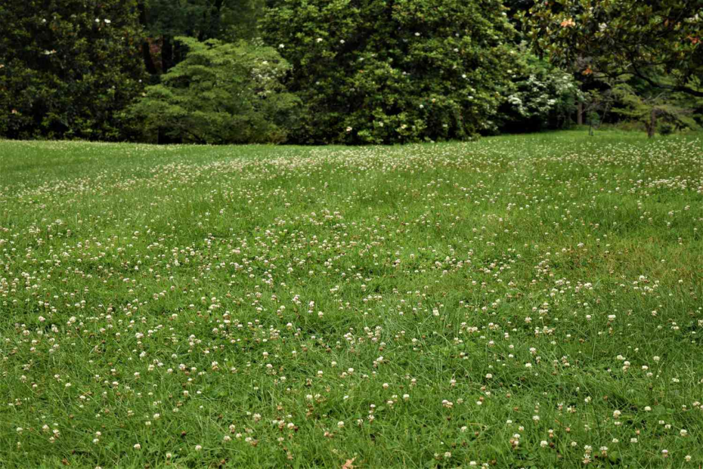 A lush green field of grass dotted with delicate white flowers under a clear blue sky.
