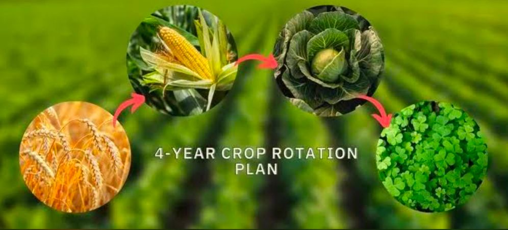 A diagram of crop rotation.