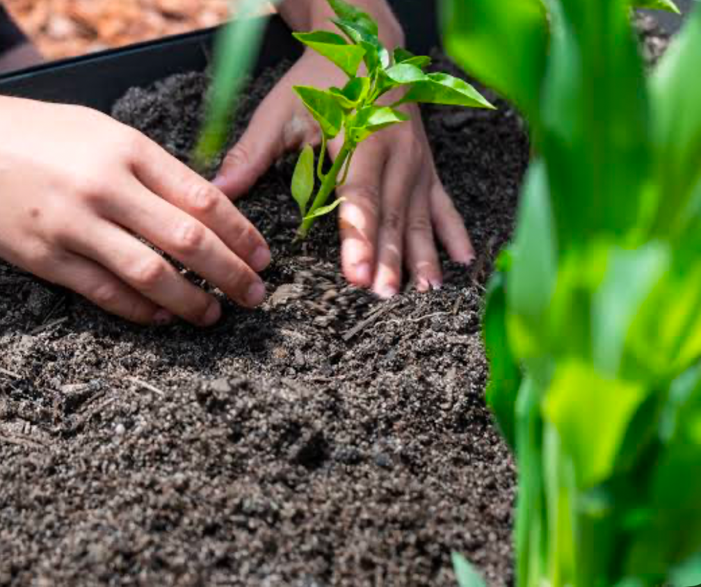 A gardener fixing a plot.