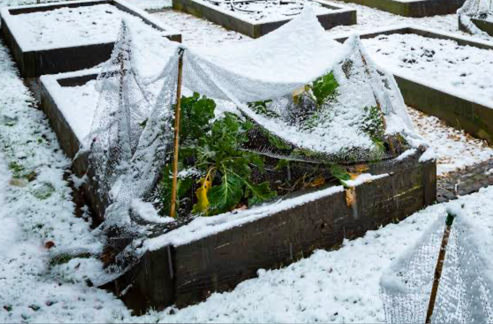 Frost sheet being used to shield crops in winter.