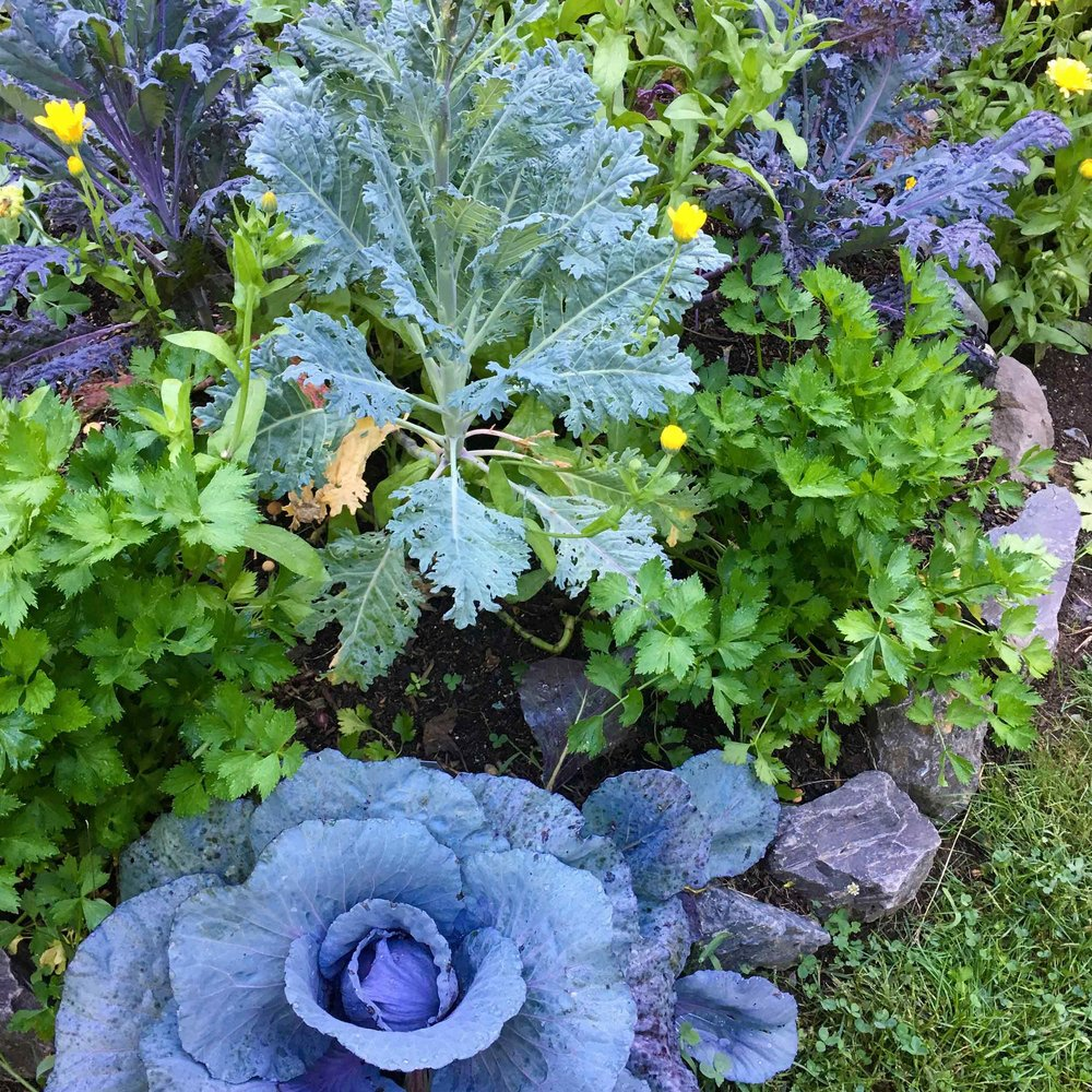 Herbs and vegetables planted together in a garden