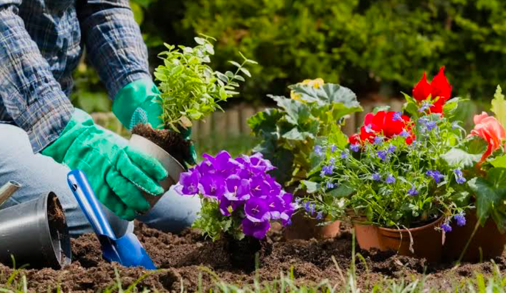 A gardener transplanting flowers and plants from pots to the earth.