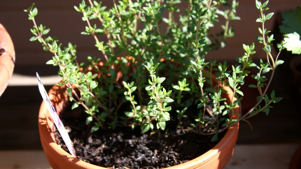 Thyme planted in a terracotta pot.