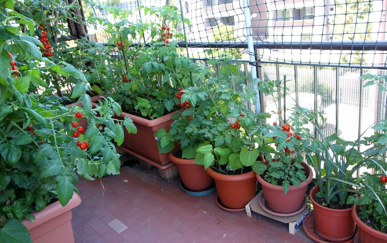 A balcony with tomato plants in containers.