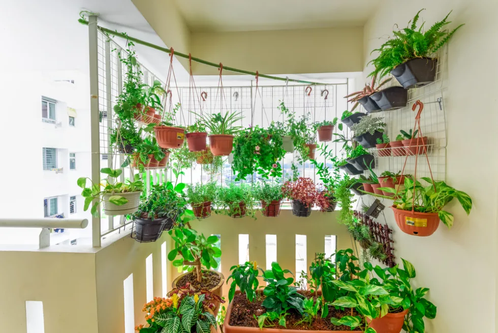 Container plants hanging and on the ground on a balcony.