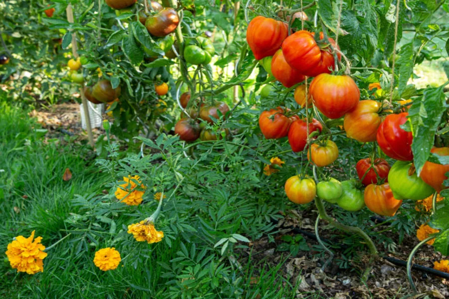Why Companion Planting Works for Tomatoes and Peppers