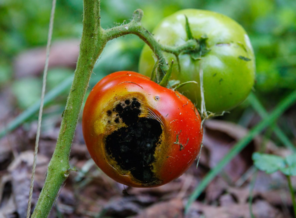 Tomato blight disease
