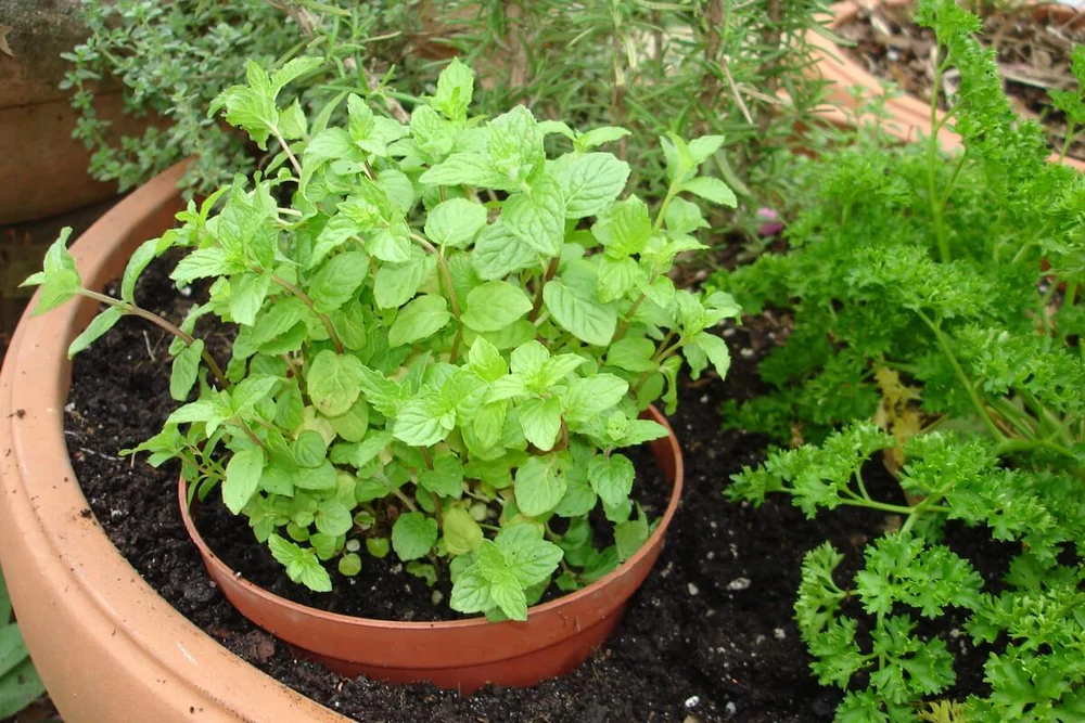 Mint and parsley plants growing together in a shared large container with rich dark soil