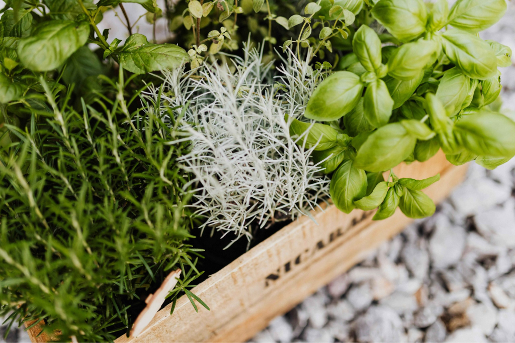 Wooden box planter filled with fresh basil, rosemary, and silvery green Artemisia in a gravel garden
