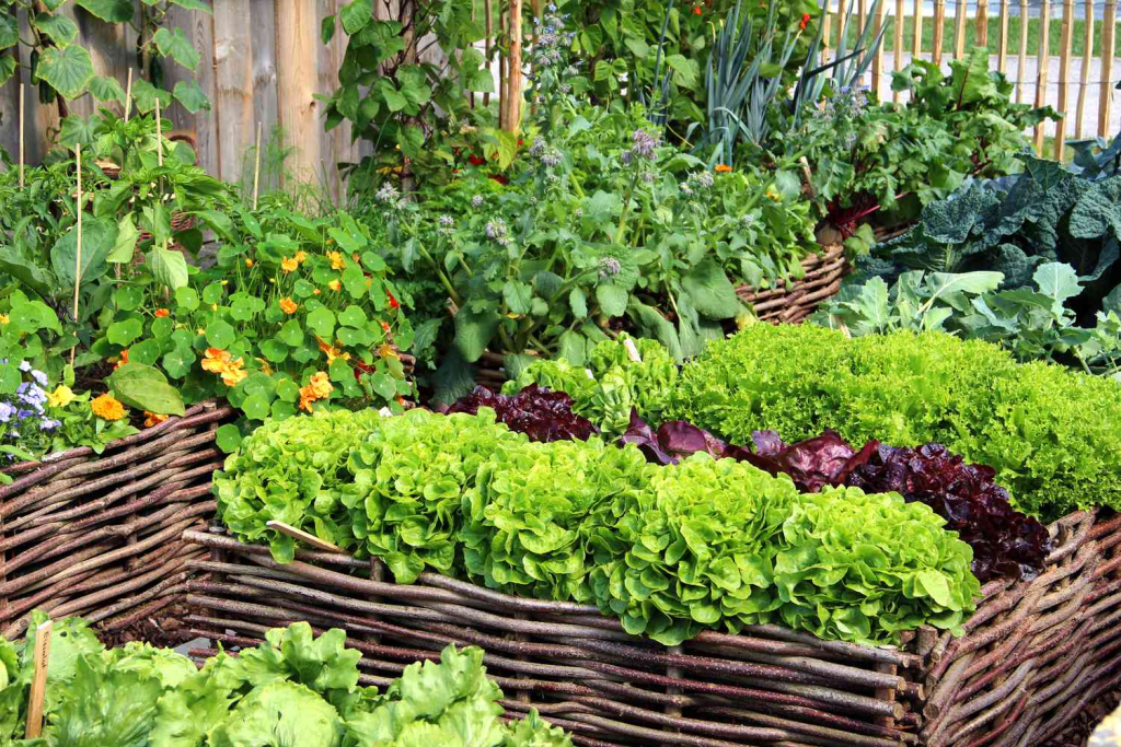 Raised garden bed made of woven branches filled with lettuce, nasturtiums, herbs, and leafy vegetables