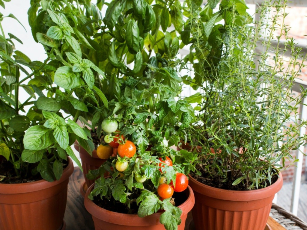 Close-up of basil, cherry tomatoes, and rosemary growing together in terracotta pots on a balcony.