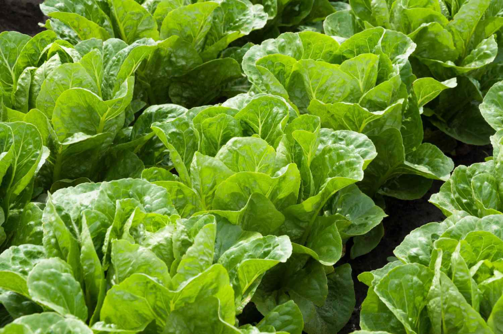 Fresh green lettuce growing in a vegetable garden bed