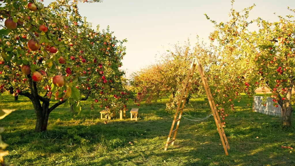 Apple orchard with ladder and ripe apples ready for harvest