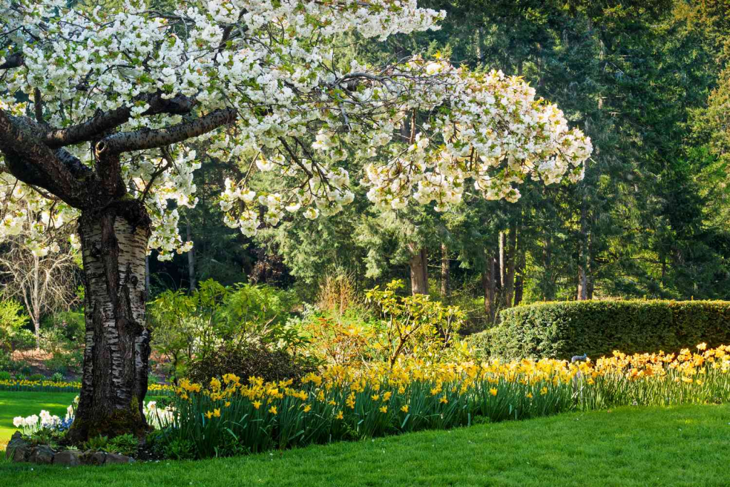 Flowering fruit tree with white blossoms in a landscaped garden