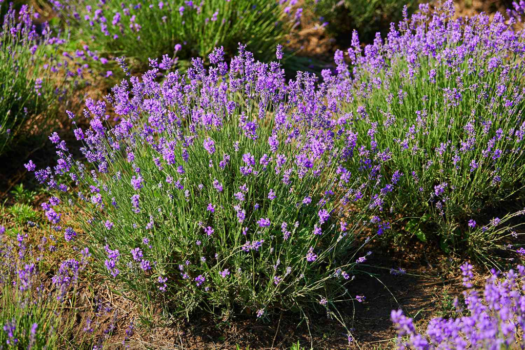 Lavender plants blooming in a sunny herb garden