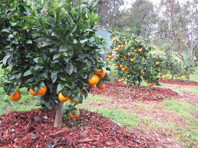 Orange trees with ripe fruit growing in a backyard orchard