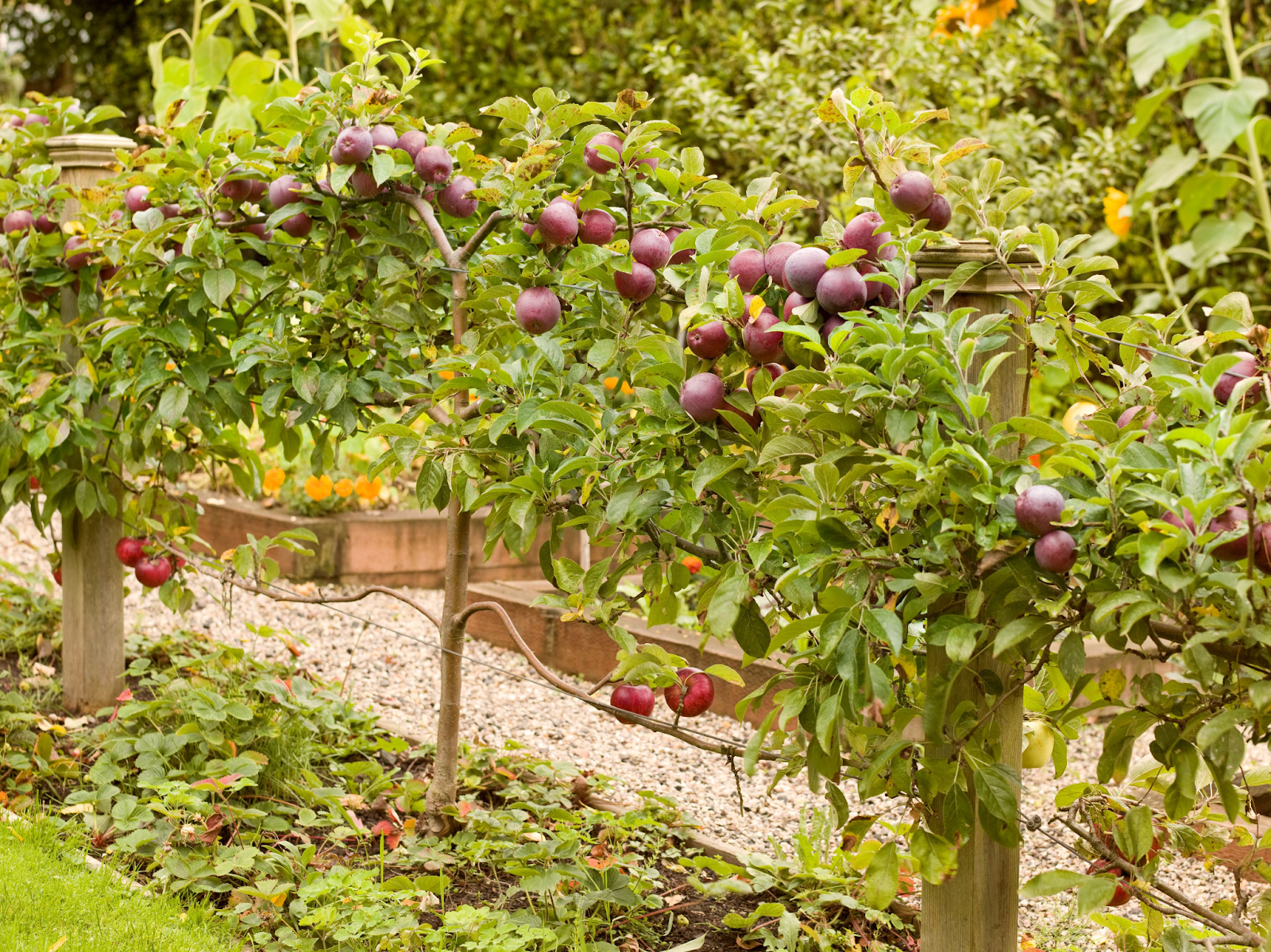 Espalier apple trees growing along supports in a home garden