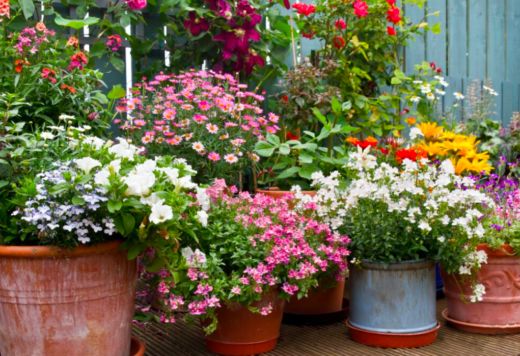 Colorful mixed container garden with blooming annuals in terracotta pots