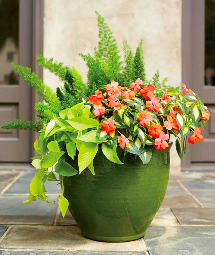 Green ceramic pot with tropical foliage and bright impatiens flowers