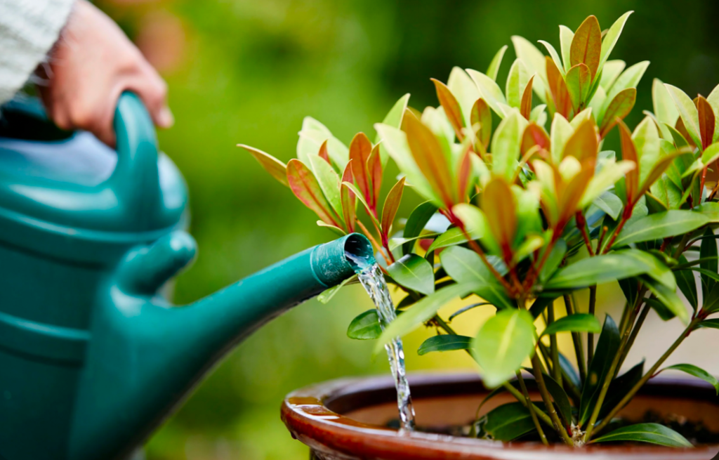 Watering a potted plant using a green watering can outdoors
