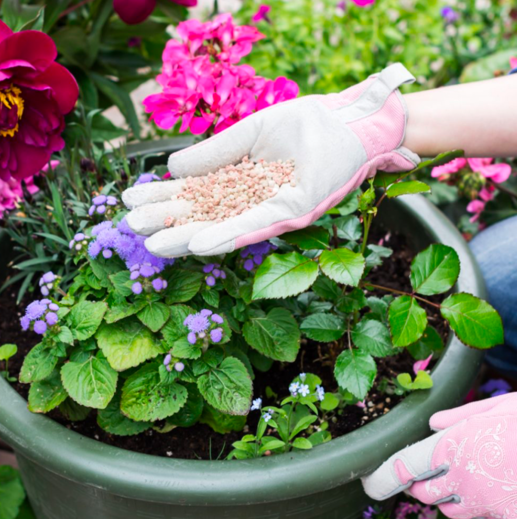 Hand applying granular fertilizer to blooming container plants