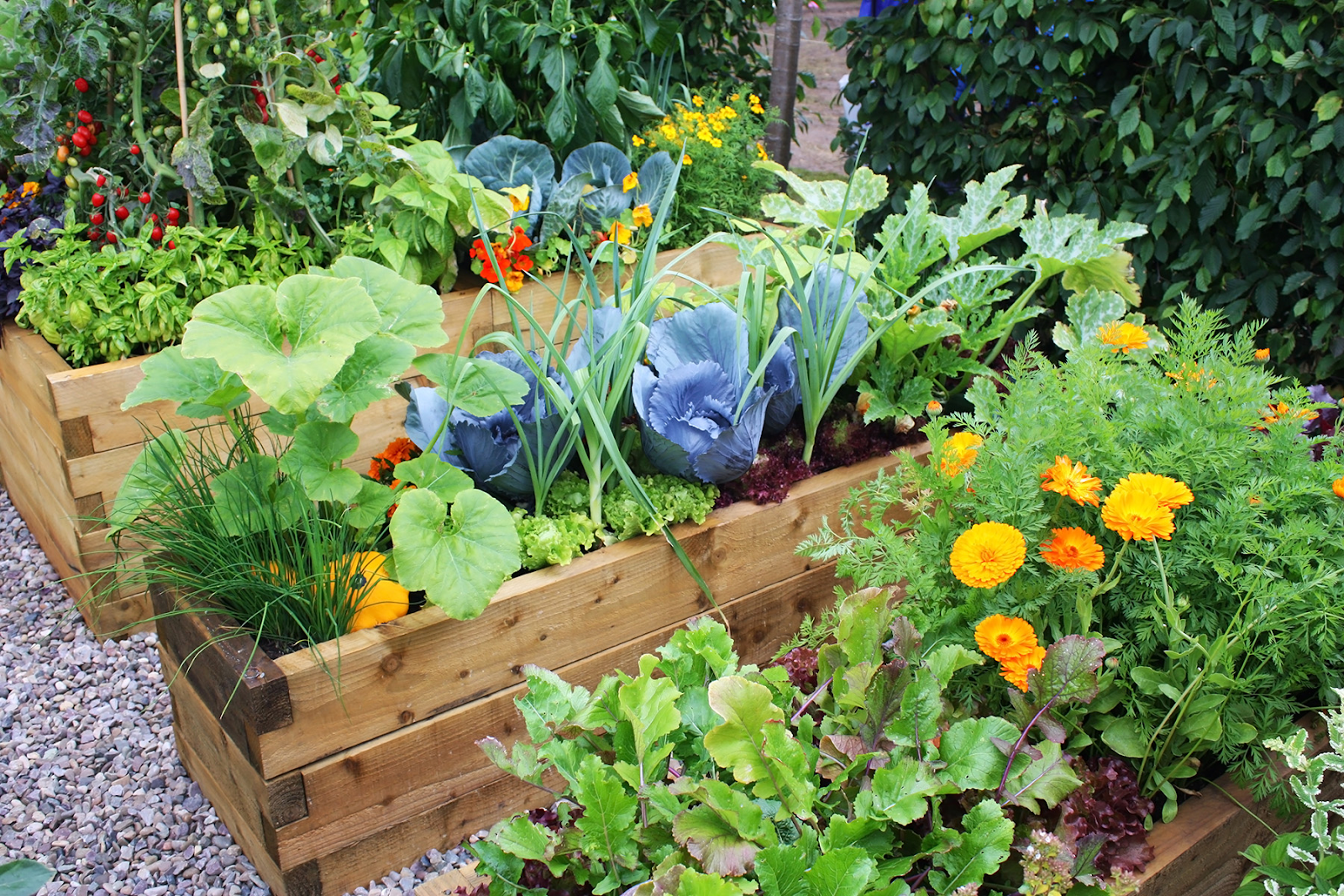 A close up of three rows of vegetables planted alongside flowers.