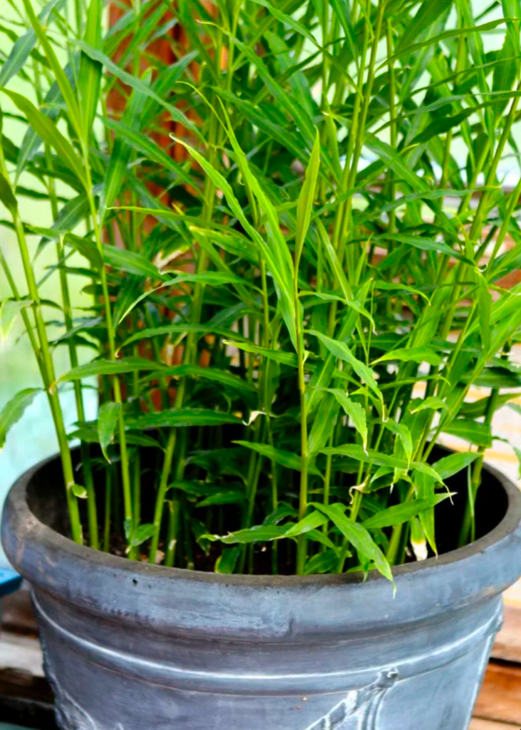 Healthy ginger plant growing in a large outdoor container