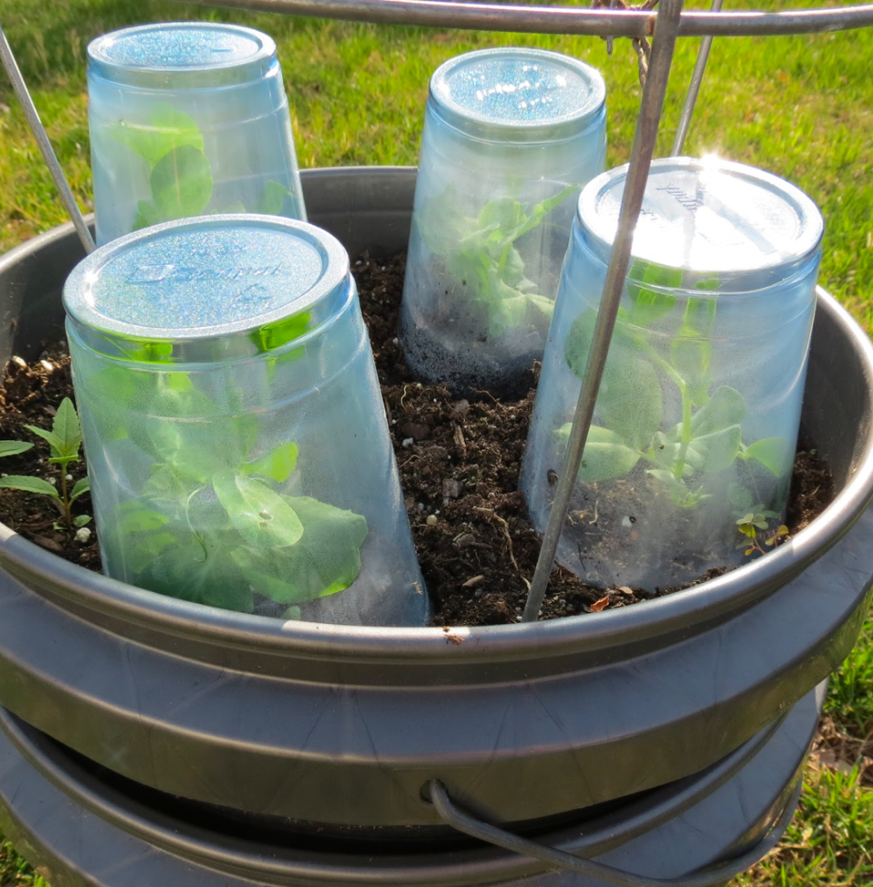 Seedlings protected under clear plastic cups used as mini greenhouses in a garden container