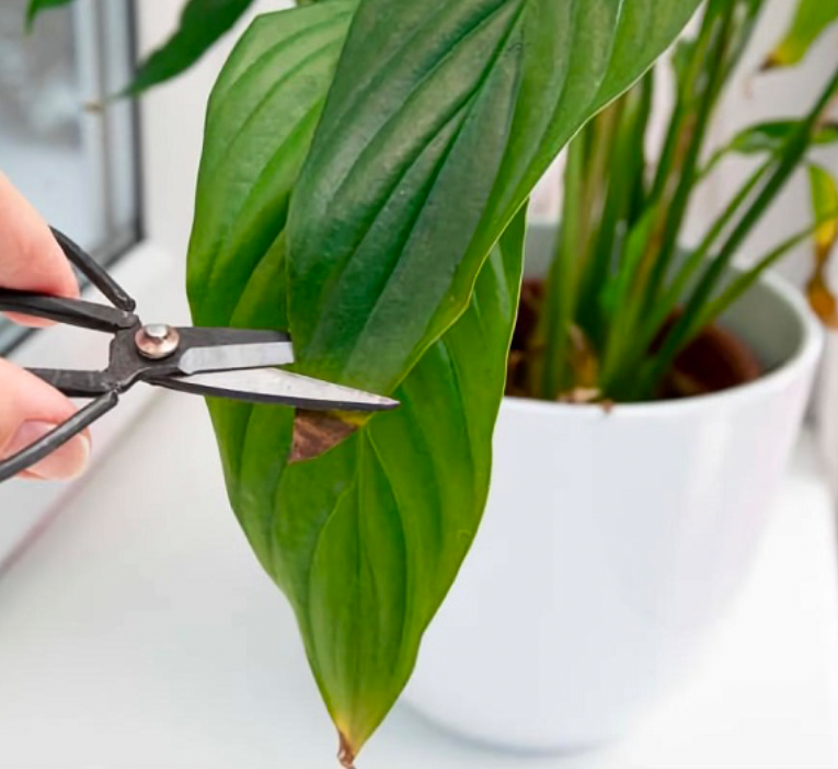 Gardener trimming a damaged leaf from a houseplant to encourage healthy new growth