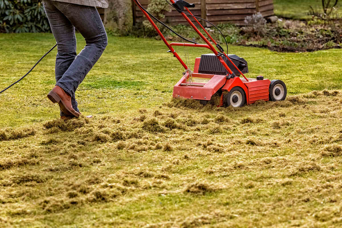 A gardener using a dethatching machine.