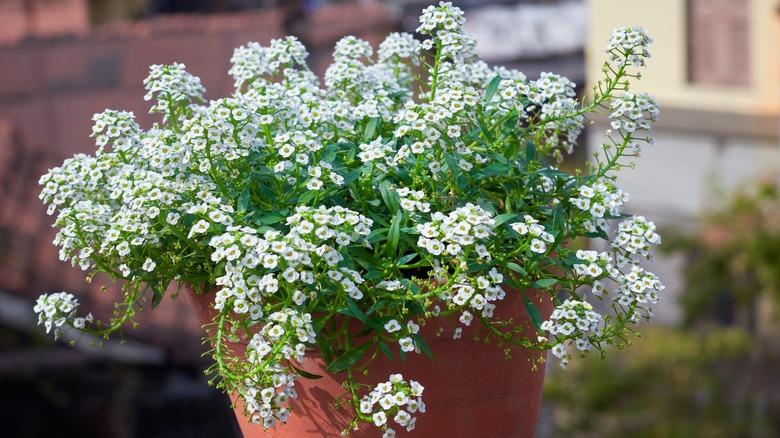 Sweet alyssum perfumes the air and protects your veggies