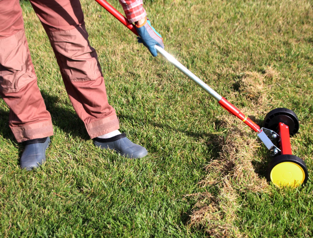 A gardener running a dethatcher on a lawn.
