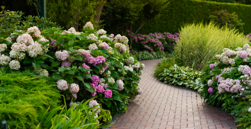 A winding brick pathway lined with blooming hydrangeas in soft pinks and whites, surrounded by ornamental grasses and dense green foliage in a landscaped garden.
