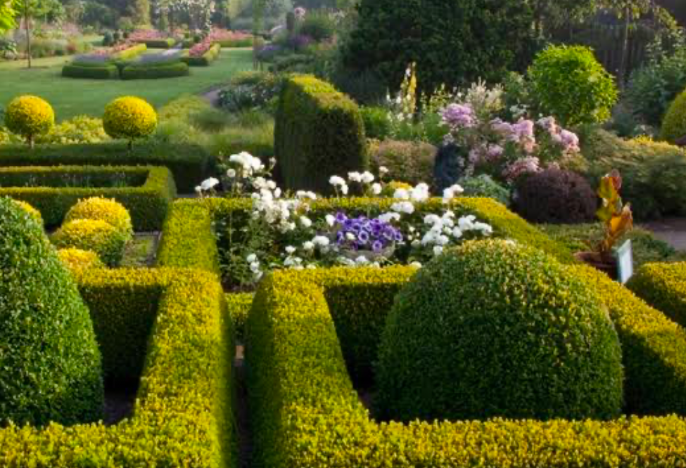 A formal garden featuring neatly clipped boxwood hedges, geometric pathways, and blooming white and purple flowers surrounded by manicured topiary bushes