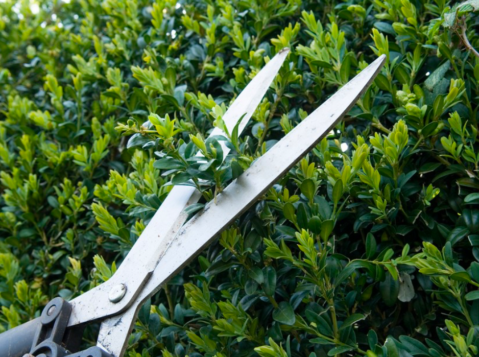 Close-up of garden shears trimming fresh green hedge growth, showing new light-green leaves being cut back for shaping.